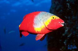 This parrot-fish is a symbol of the Canary Islands. The m... by Arthur Telle Thiemann 